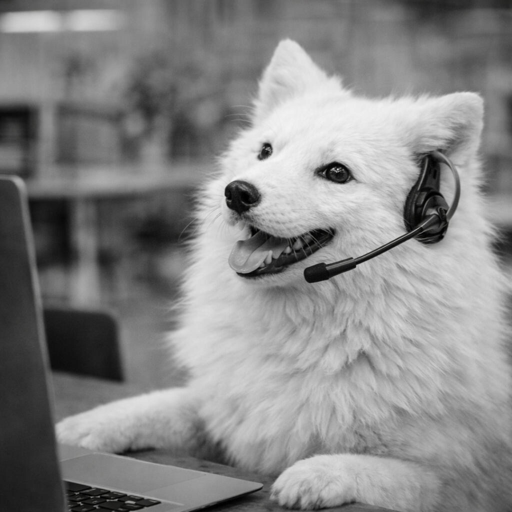 Snowfox website visual